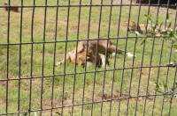 dsc_2921.jpg Is that Alex from "Madagascar"?