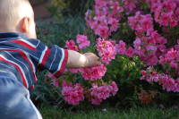 dsc_7162.jpg Devin tries his hand at botany.