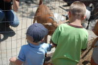 dsc_0937.jpg The neighbors have a bunch of animals.