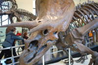 dsc_7395.jpg Did I see this guy on Barney?