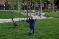 dsc_8202.jpg I'm going to get those geese!