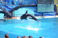 dsc_5157.jpg Everybody loved the Shamu show.